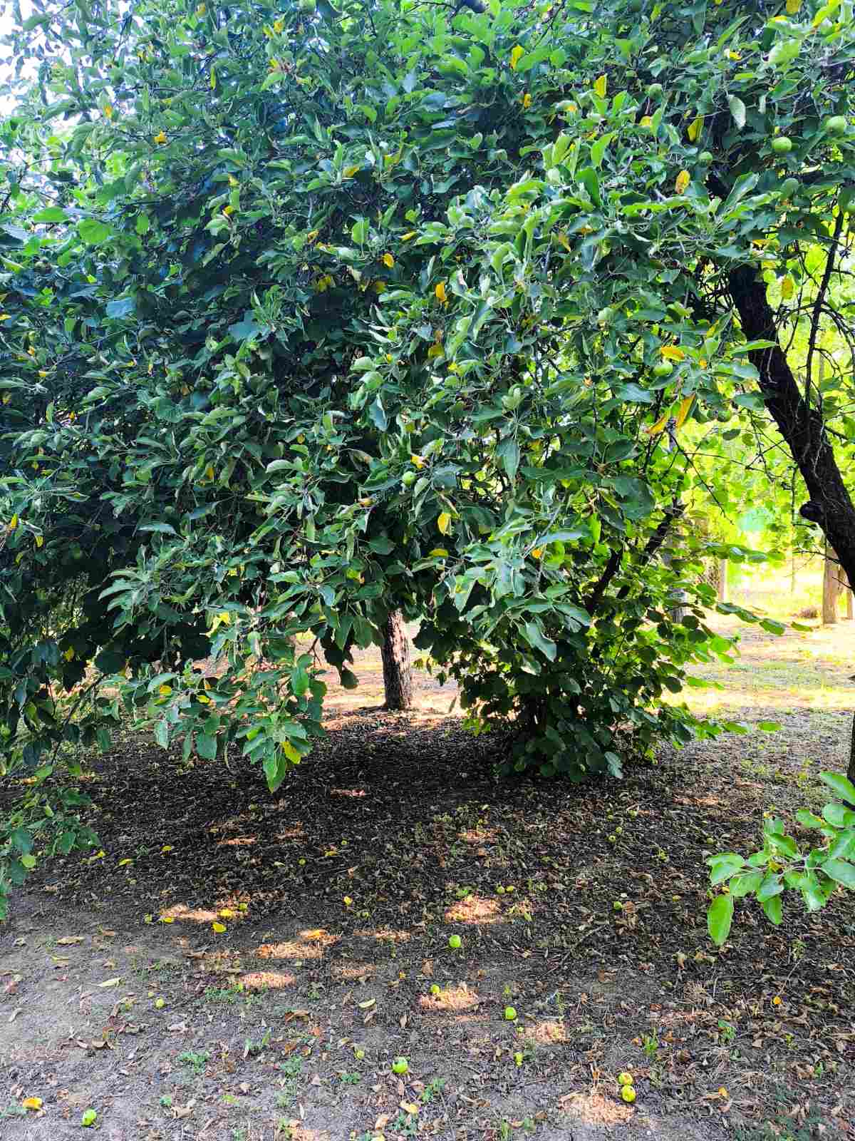 Građevinska parcela Obrež 44,55 a